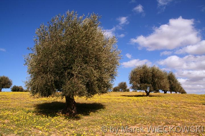 libya_jebel 025